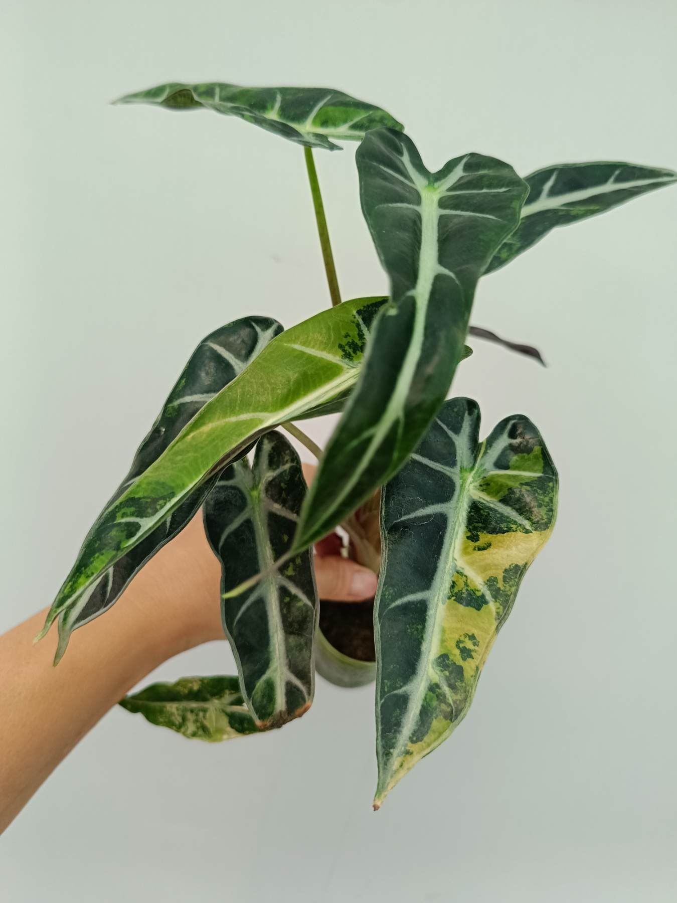 Alocasia Bambino Variegata Aurea