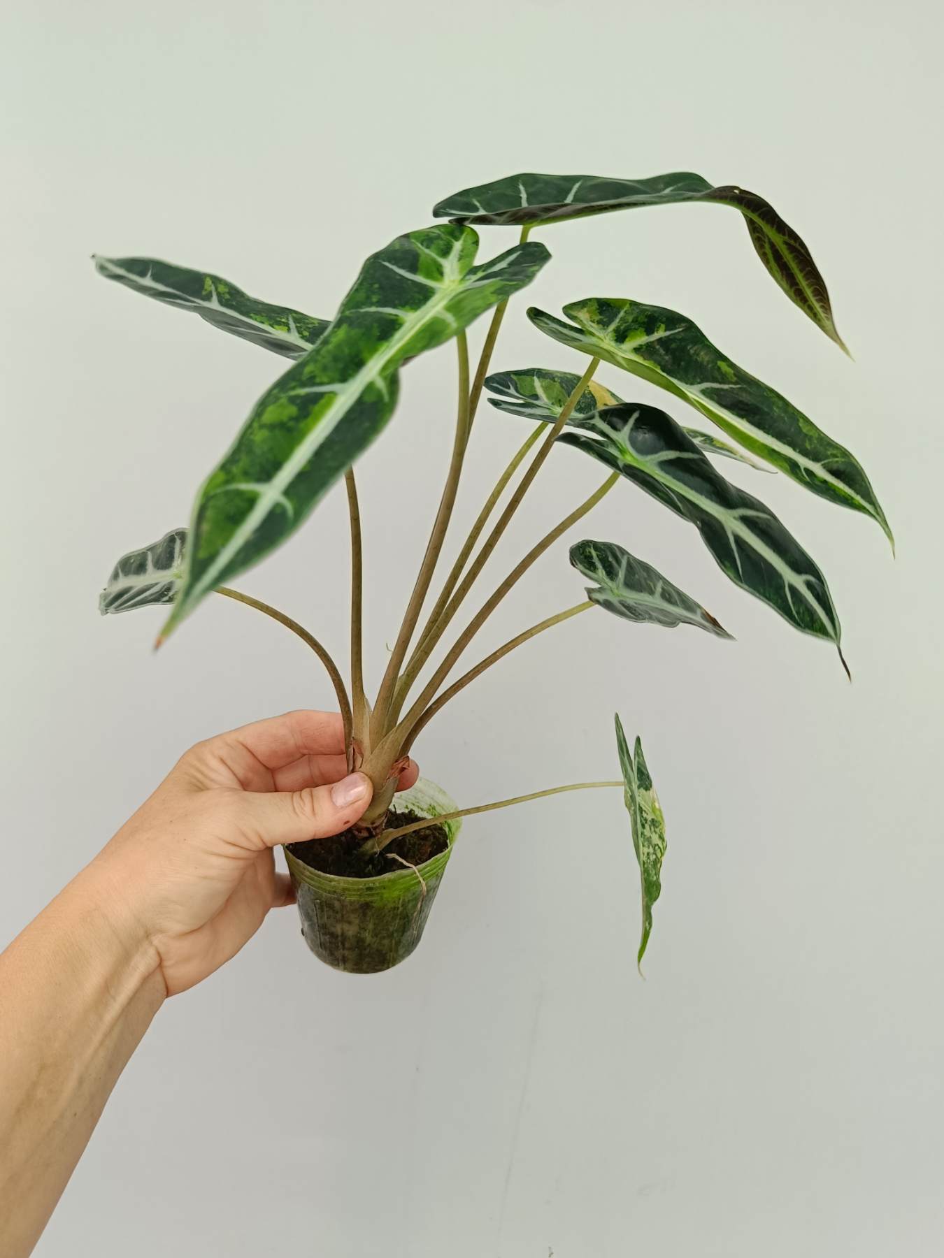 Alocasia Bambino Variegata Aurea