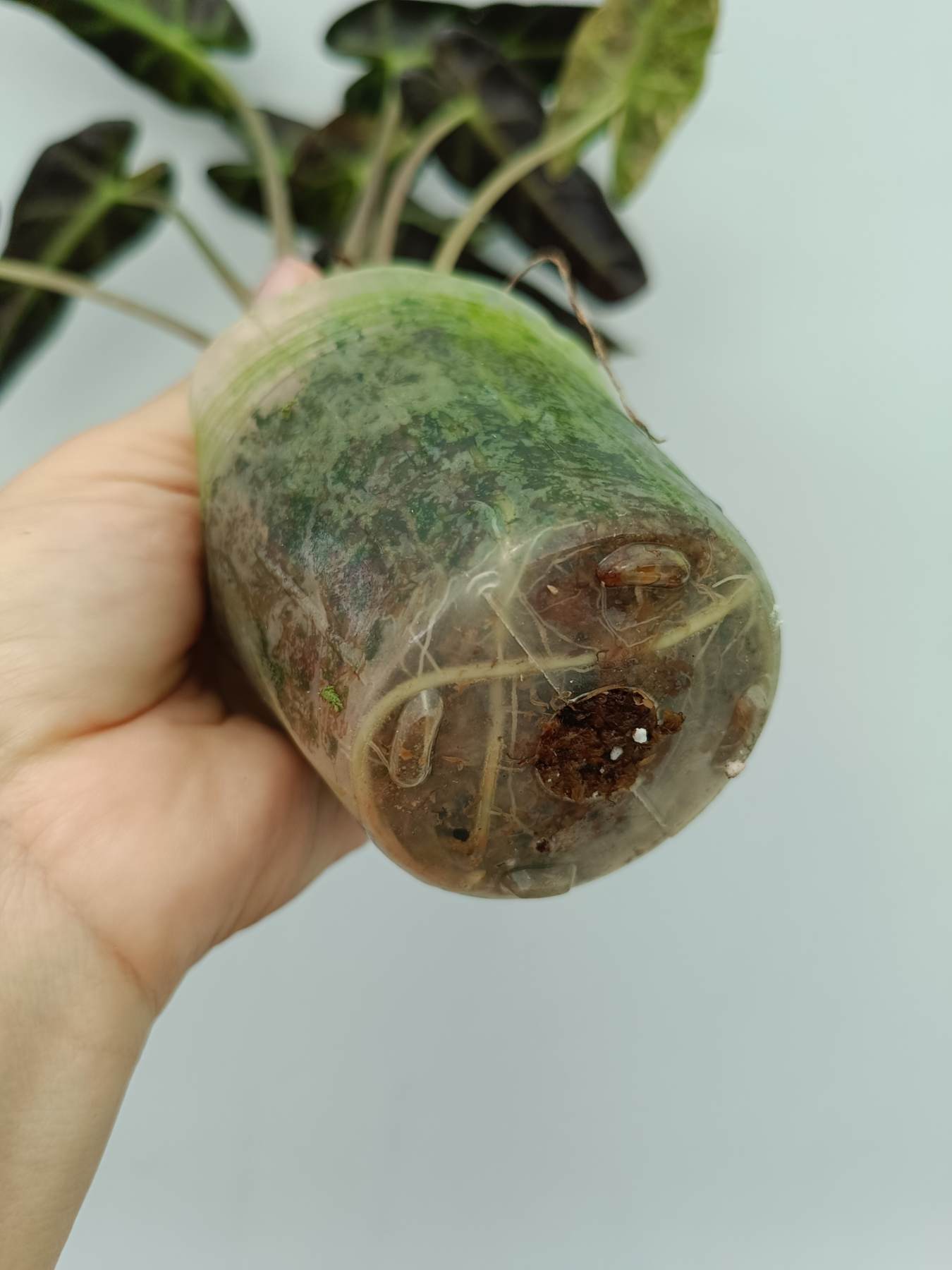 Alocasia Bambino Variegata Aurea