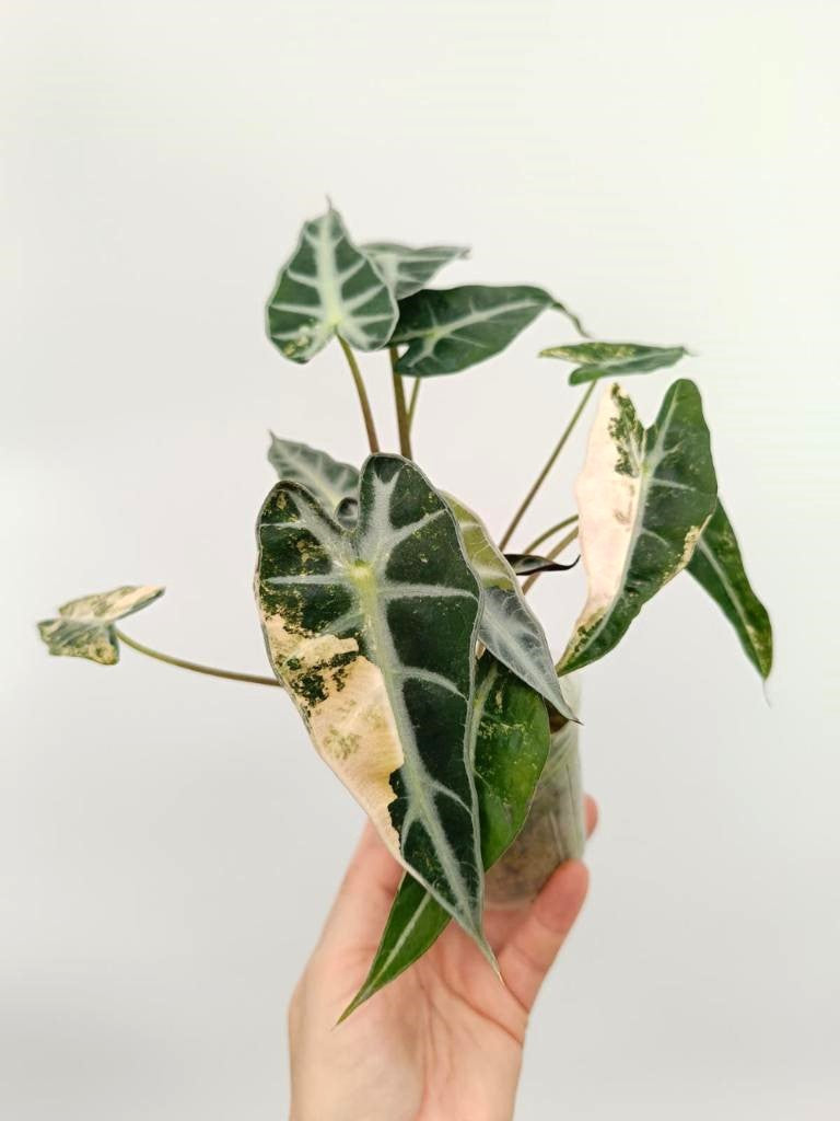 Alocasia bambino variegata aurea