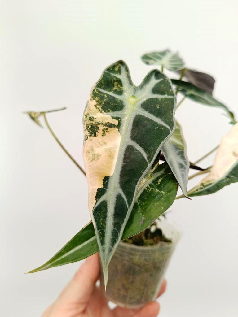 Alocasia bambino variegata aurea