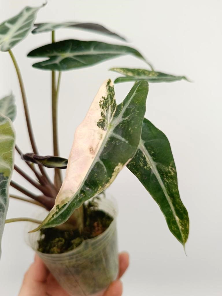 Alocasia bambino variegata aurea