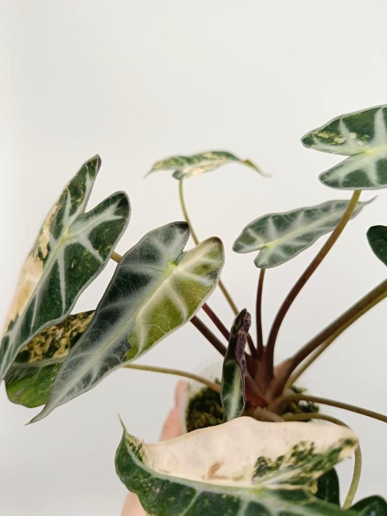 Alocasia bambino variegata aurea