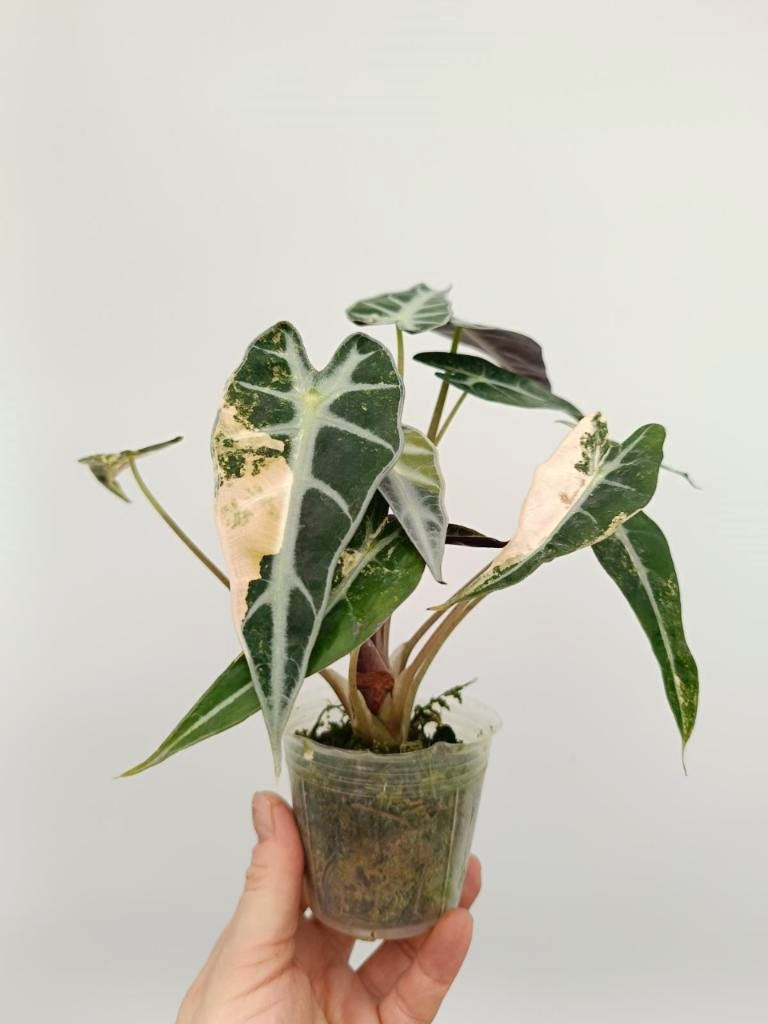 Alocasia bambino variegata aurea