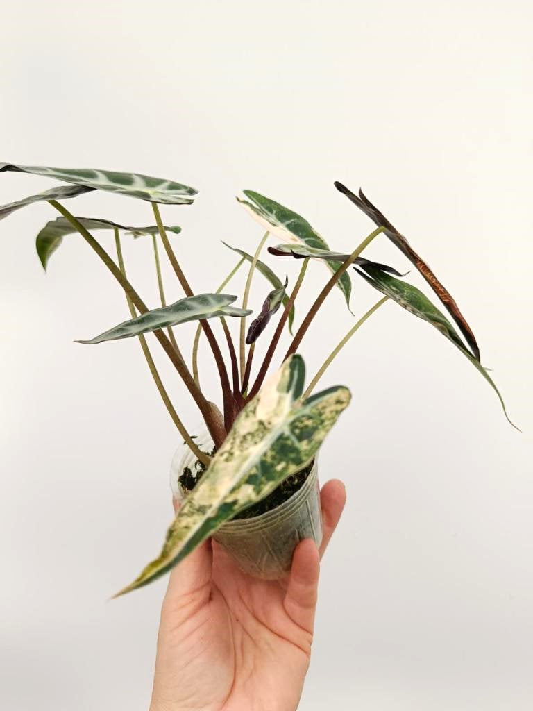 Alocasia bambino variegata aurea