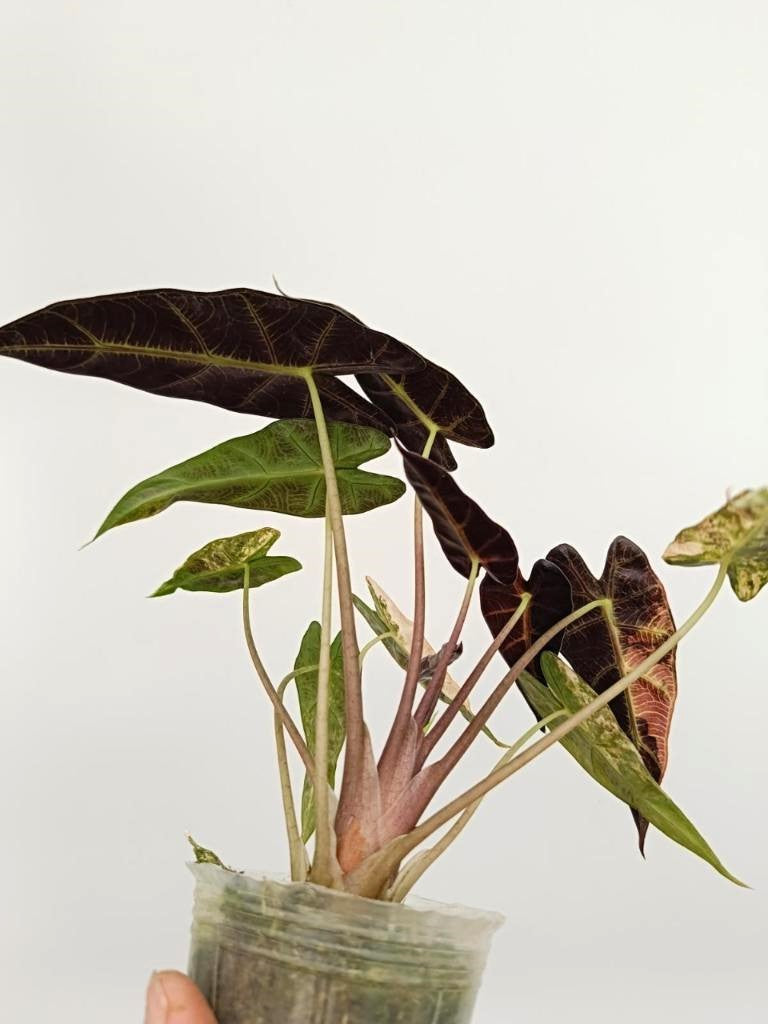 Alocasia bambino variegata aurea