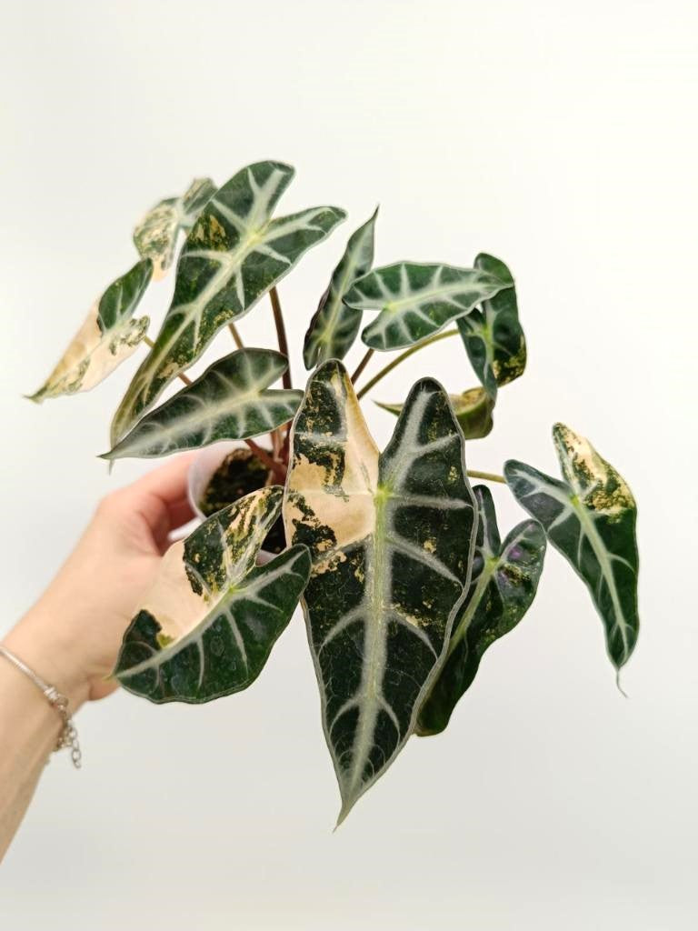 Alocasia bambino variegata aurea