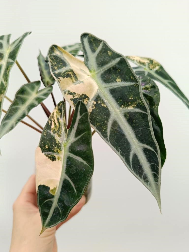 Alocasia bambino variegata aurea