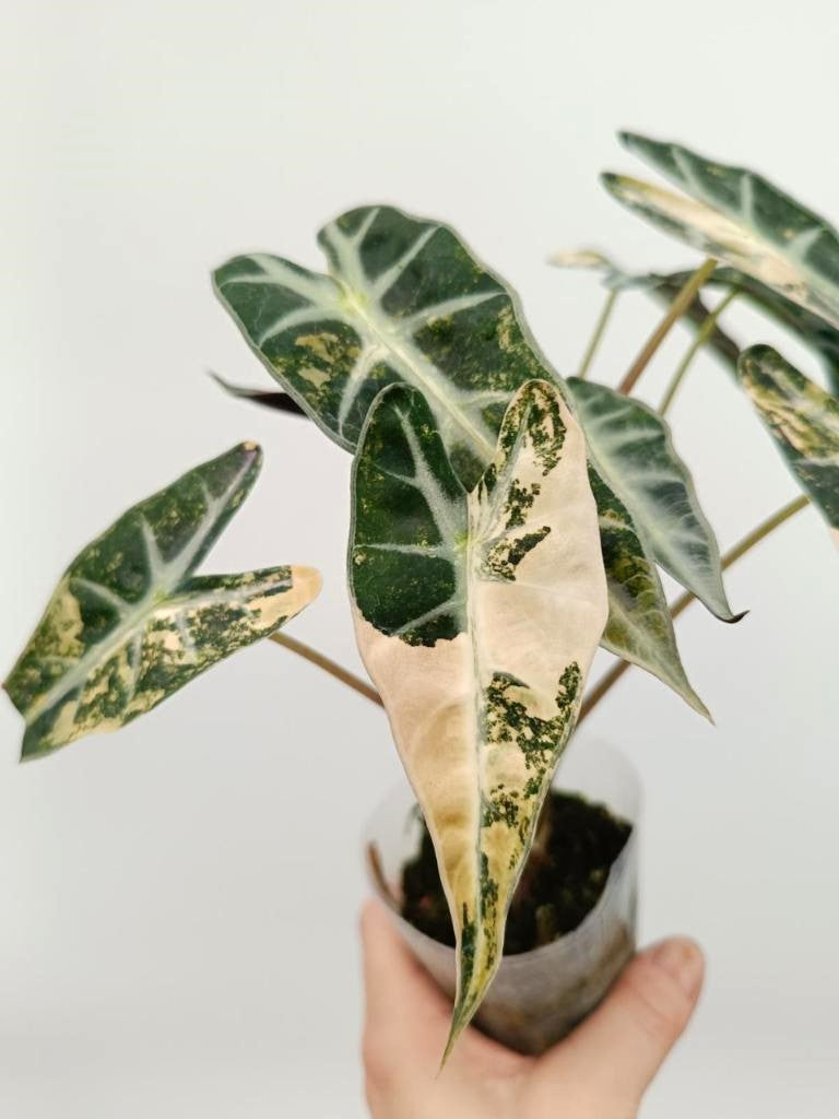 Alocasia bambino variegata aurea