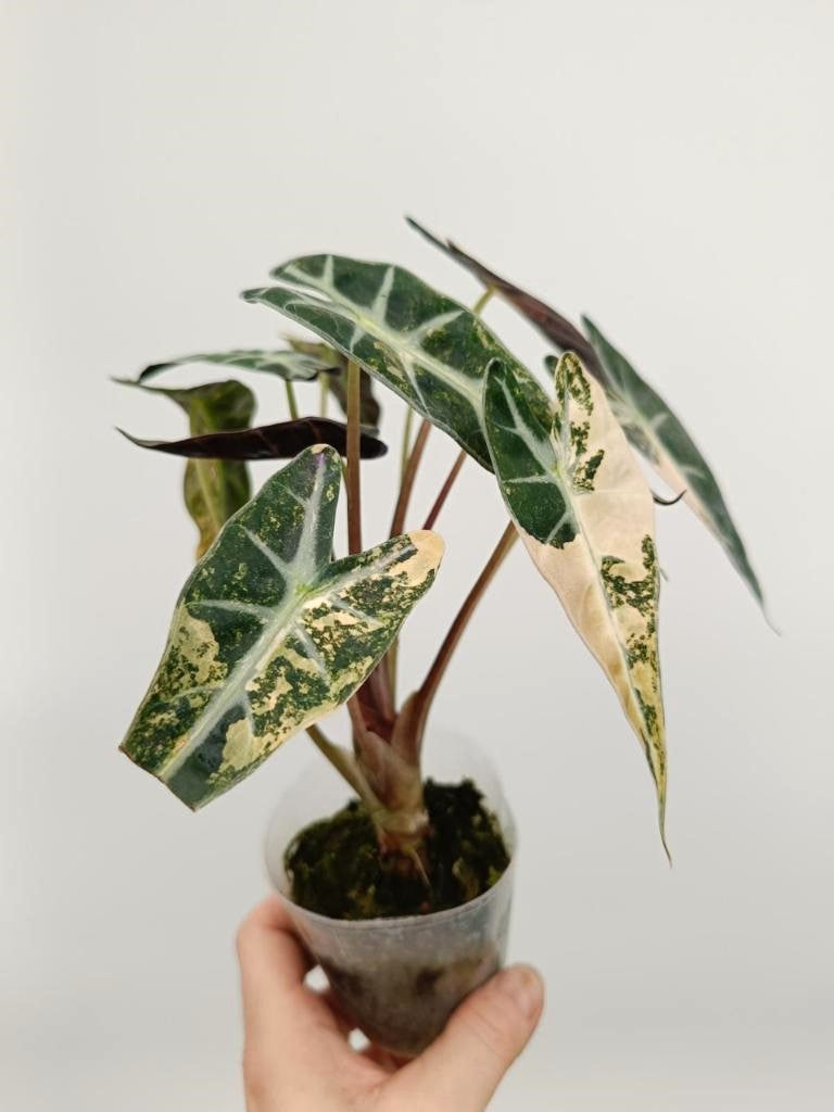 Alocasia bambino variegata aurea