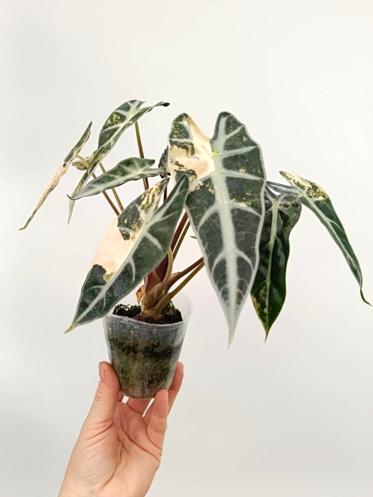 Alocasia bambino variegata aurea