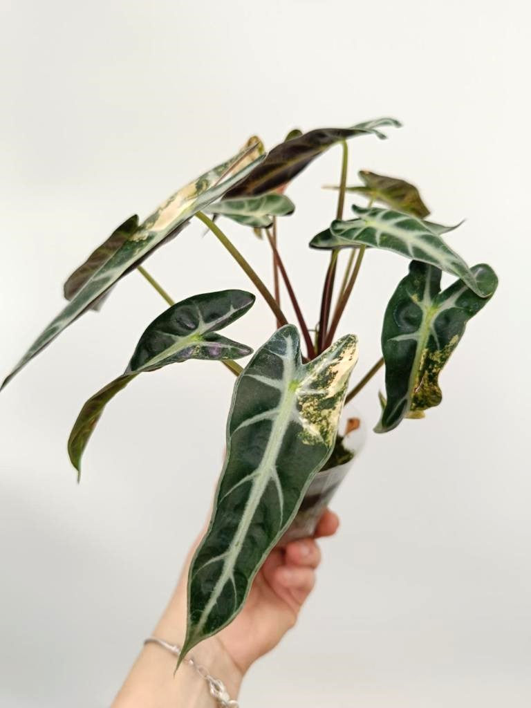 Alocasia bambino variegata aurea