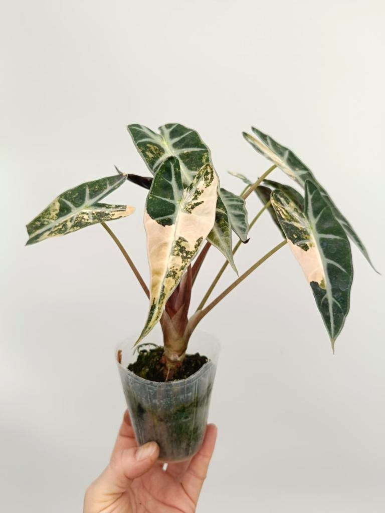 Alocasia bambino variegata aurea