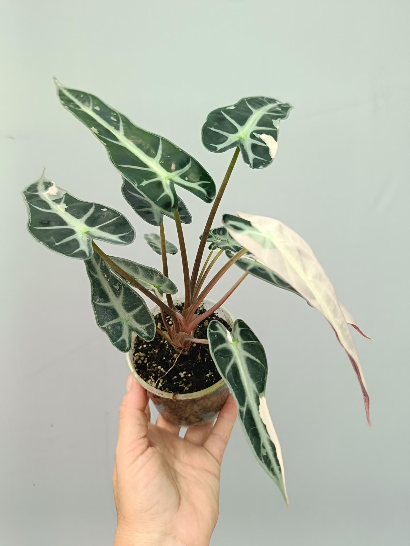 Alocasia Bambino Variegata Pink | Welovetropicalplants