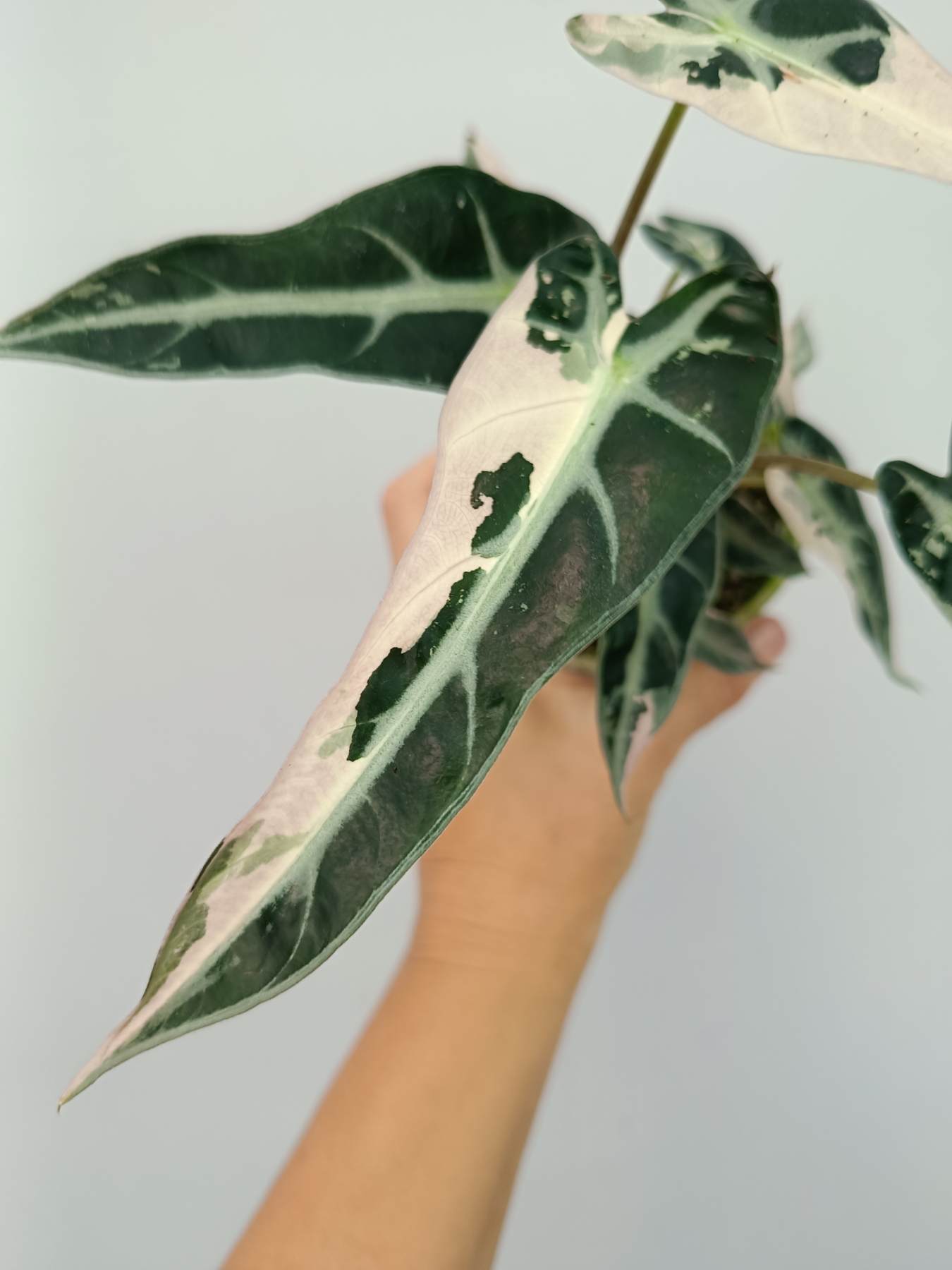 Alocasia Bambino Variegata Pink