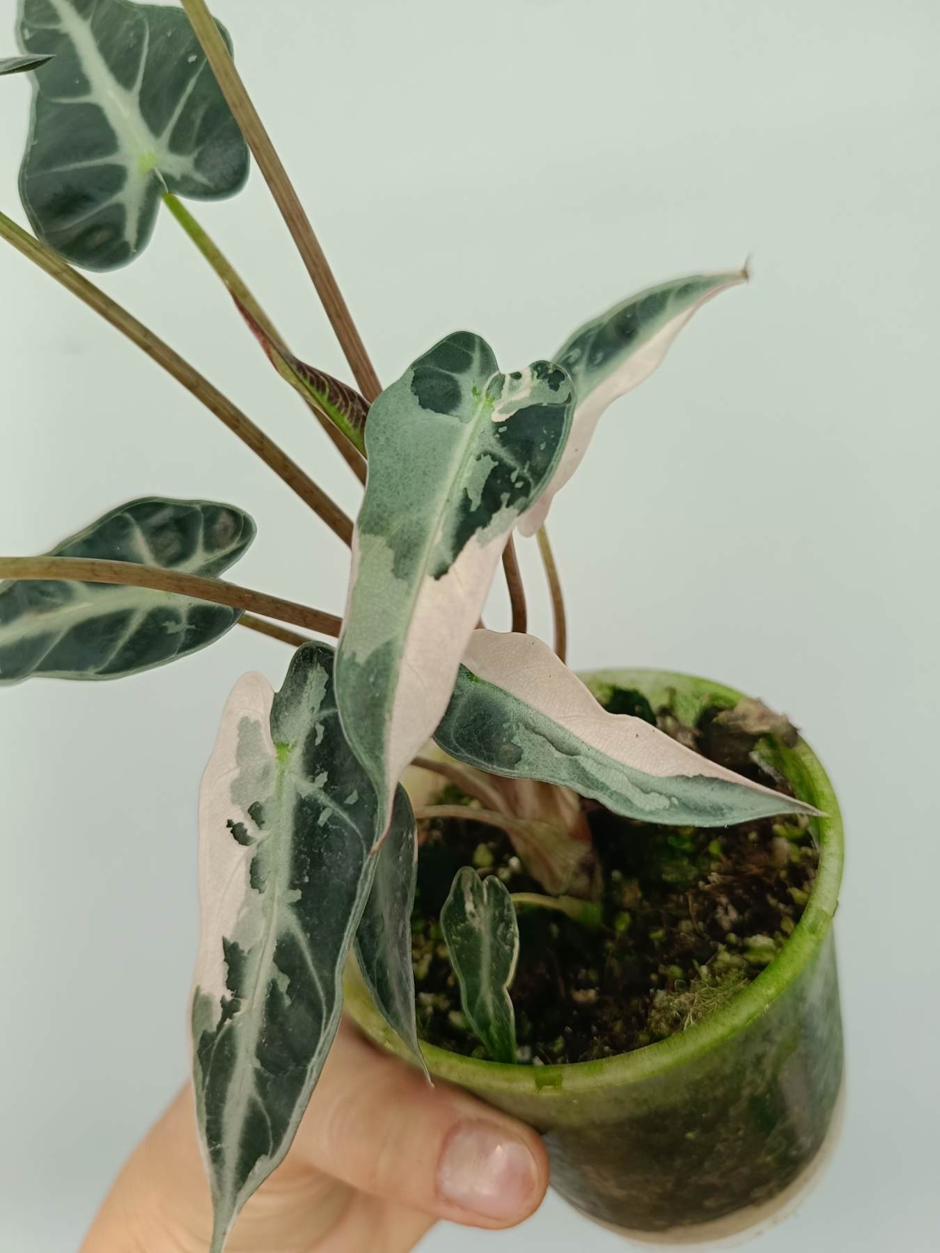 Alocasia Bambino Variegata Pink