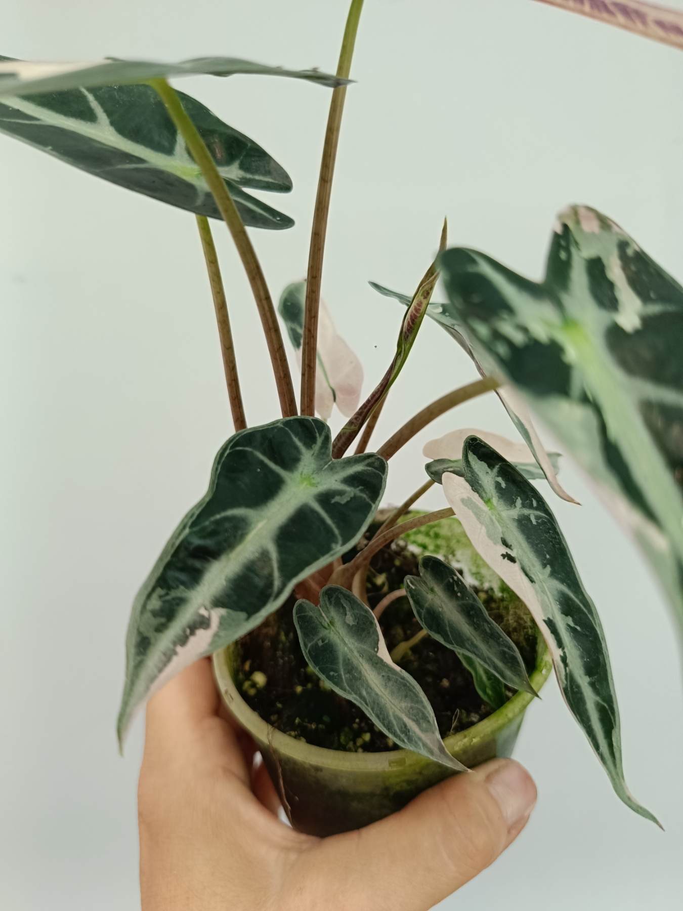 Alocasia Bambino Variegata Pink
