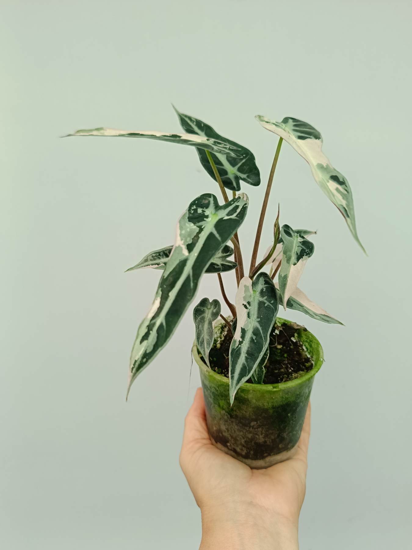 Alocasia Bambino Variegata Pink