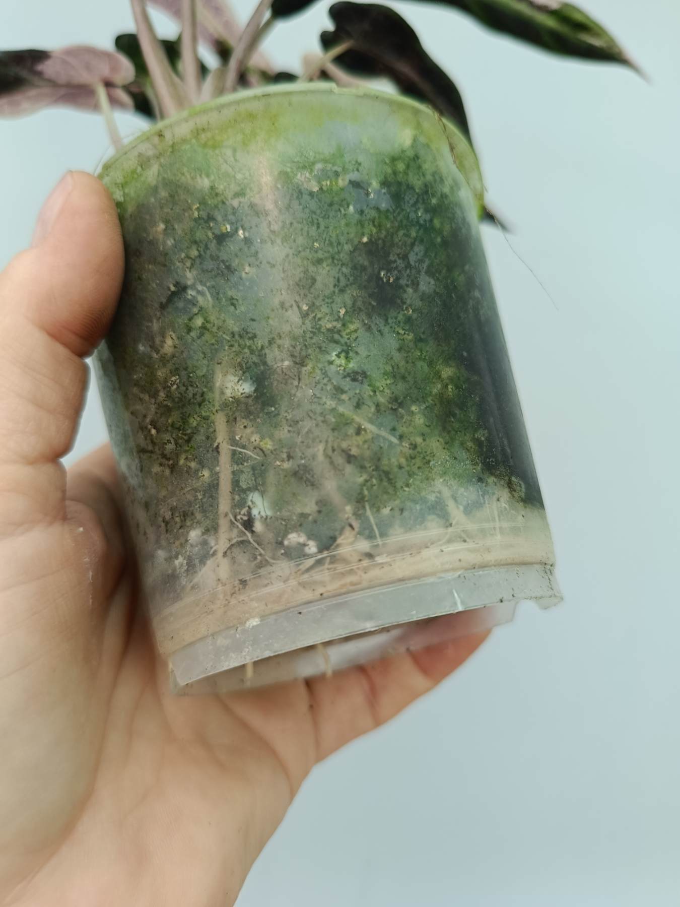 Alocasia Bambino Variegata Pink