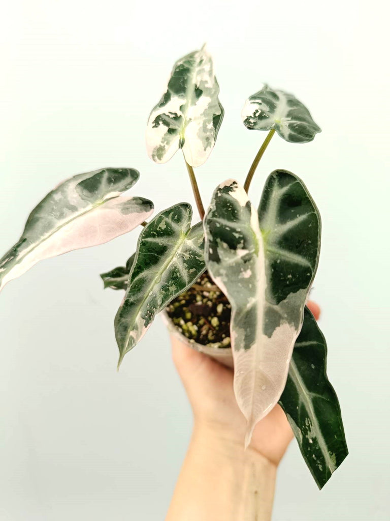 Alocasia bambino pink variegata