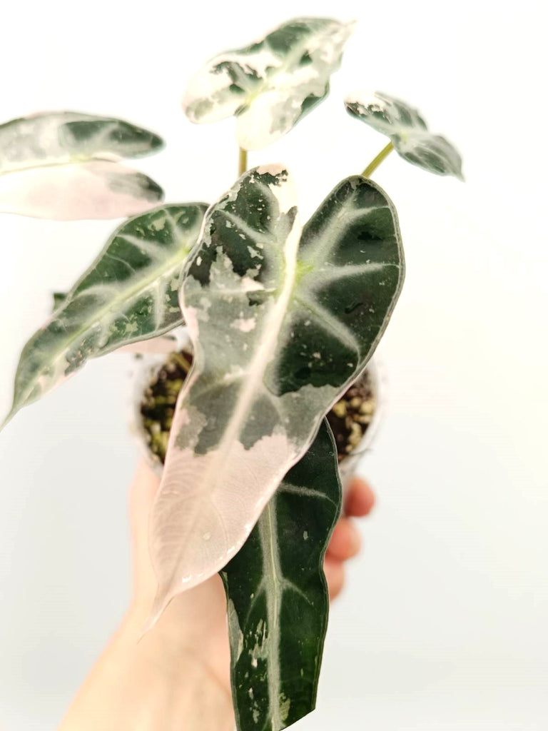 Alocasia bambino pink variegata