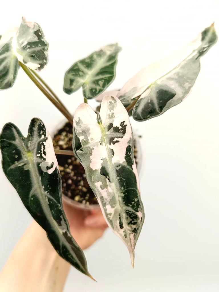 Alocasia bambino pink variegata