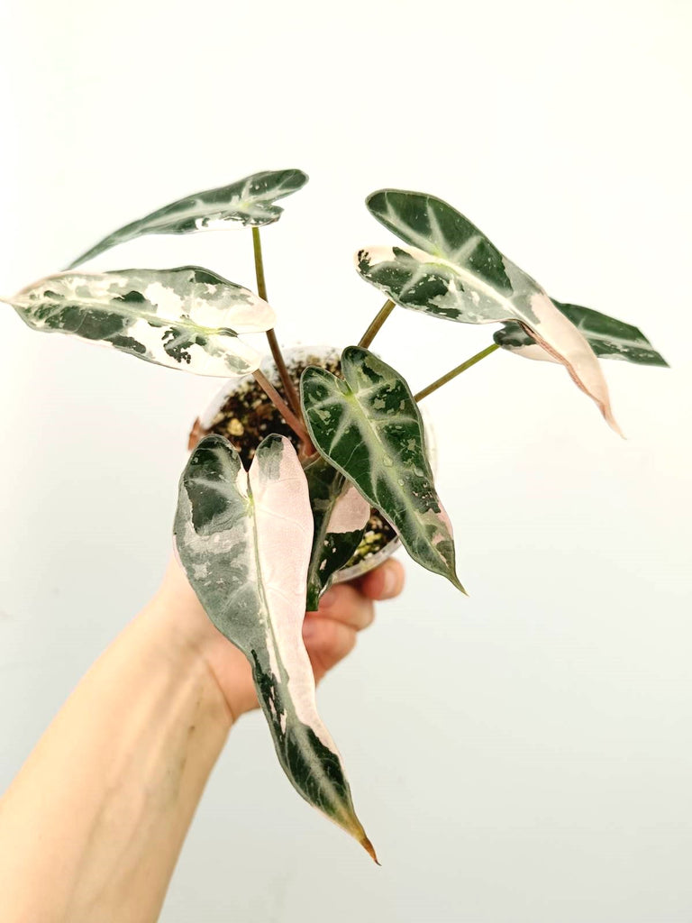 Alocasia bambino pink variegata