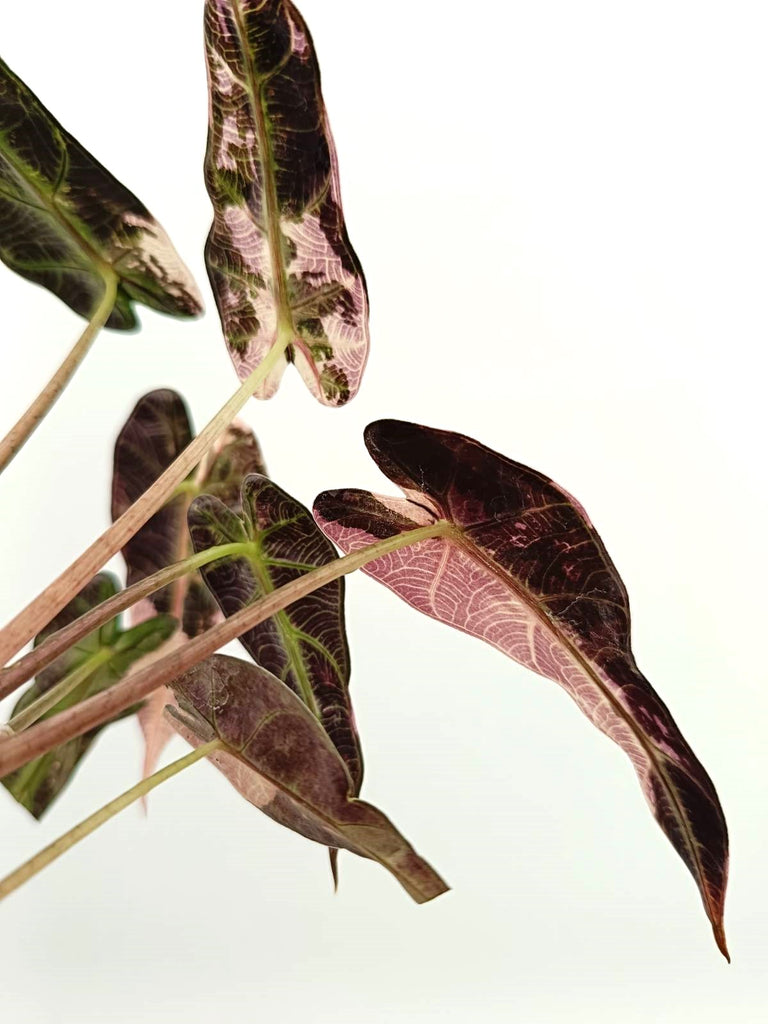 Alocasia bambino pink variegata