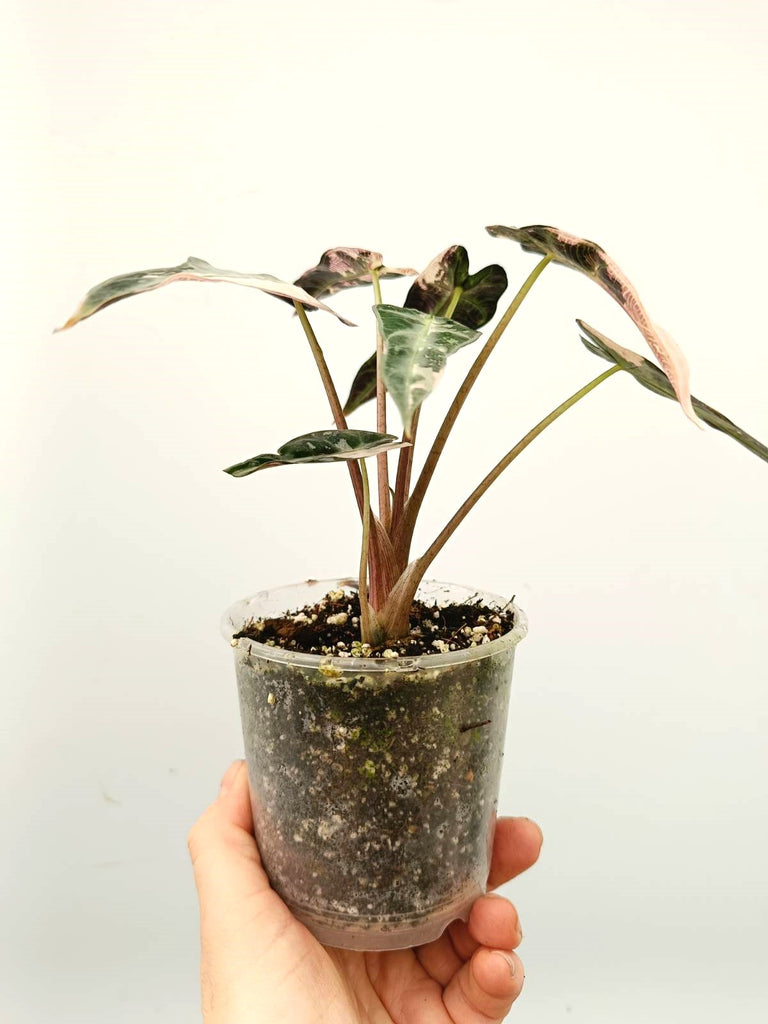 Alocasia bambino pink variegata