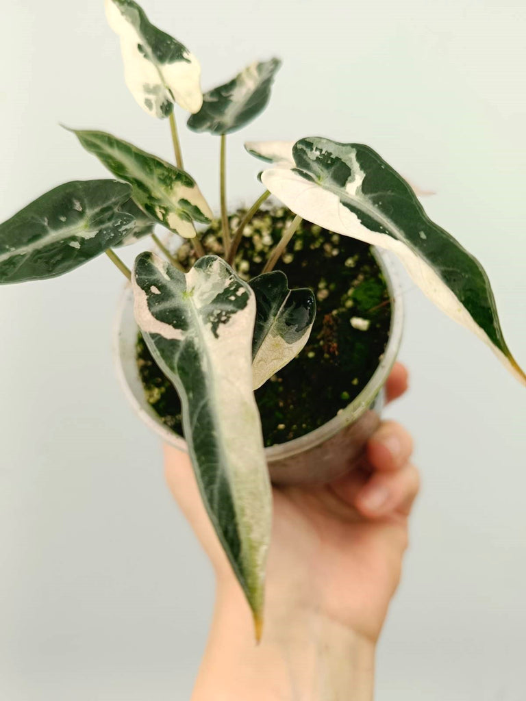 Alocasia bambino pink variegata