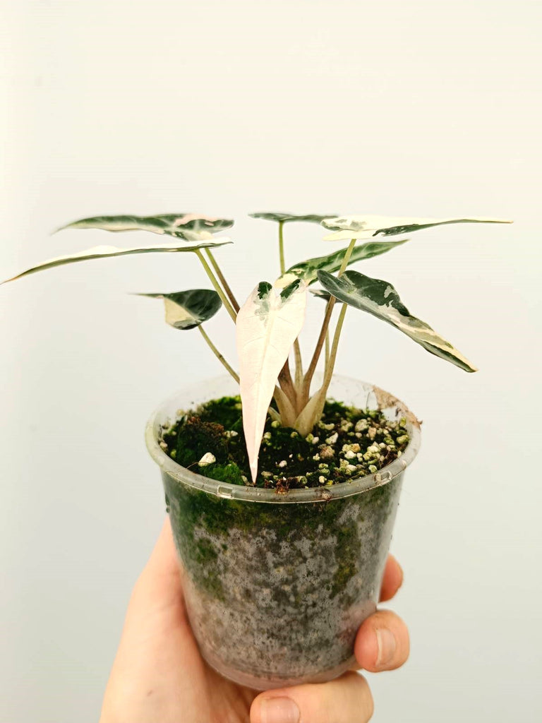 Alocasia bambino pink variegata