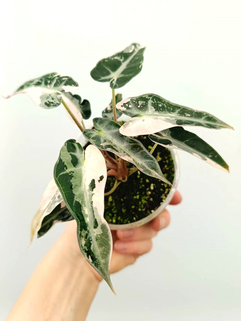 Alocasia bambino pink variegata