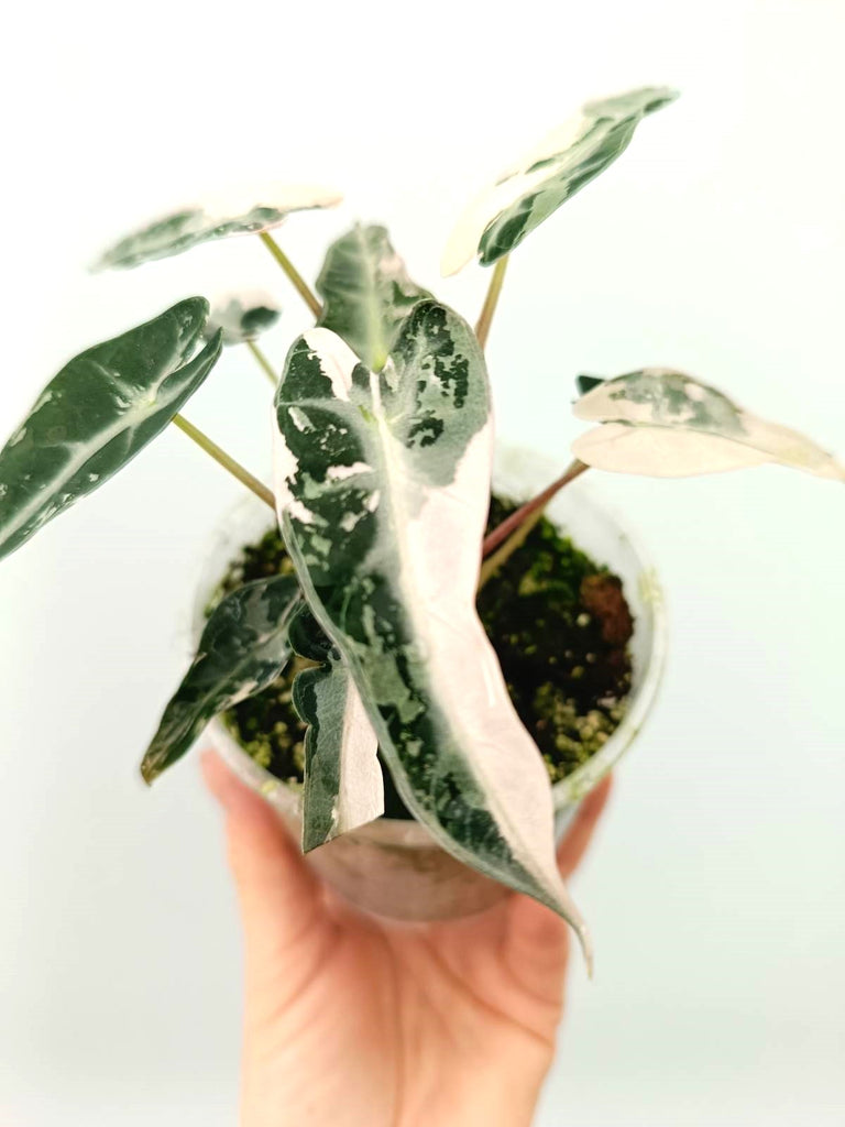 Alocasia bambino pink variegata