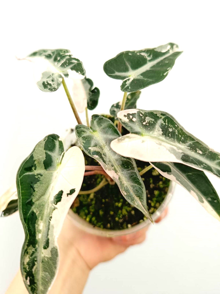 Alocasia bambino pink variegata