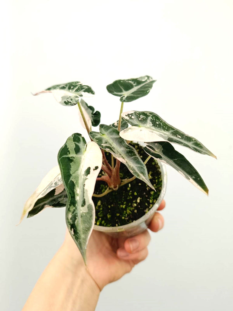 Alocasia bambino pink variegata