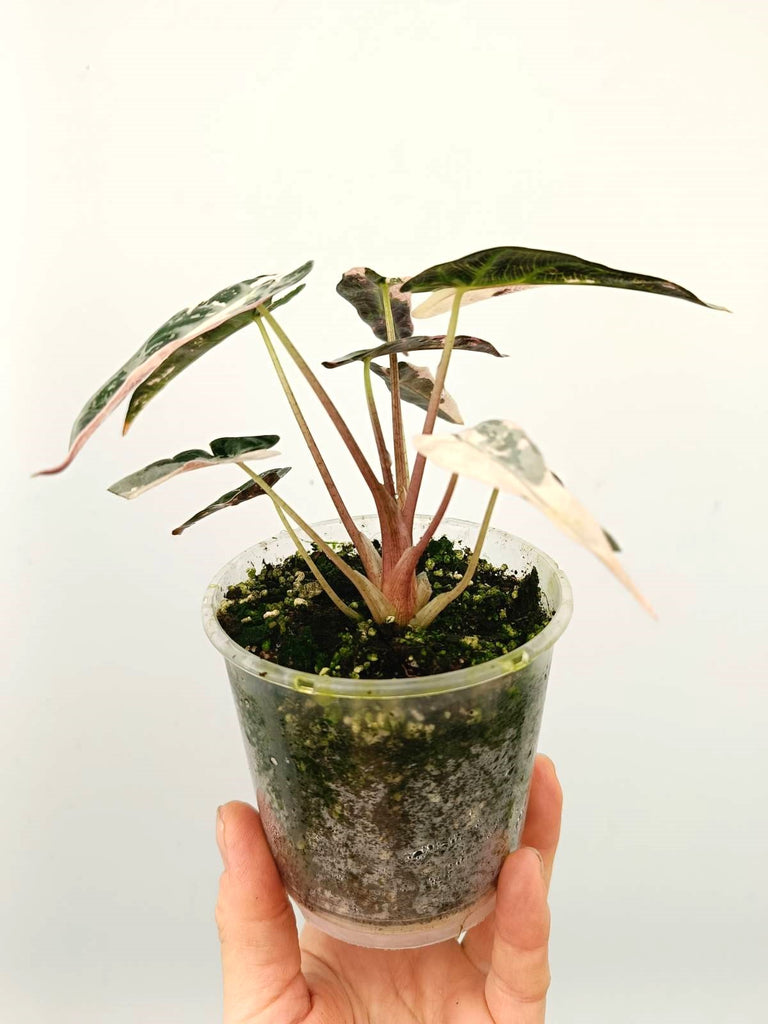 Alocasia bambino pink variegata