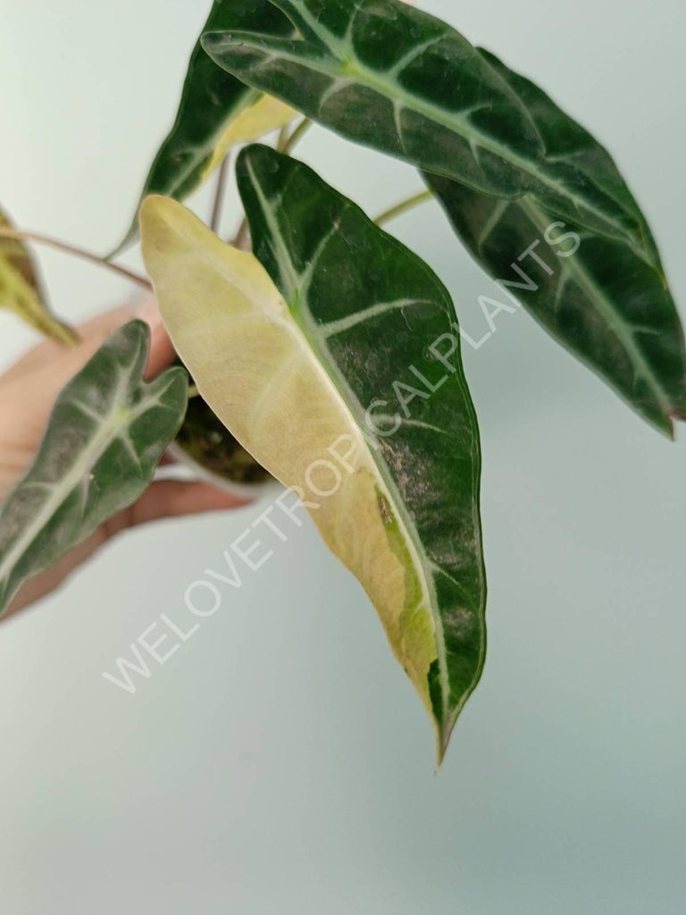 Alocasia bambino variegata aurea