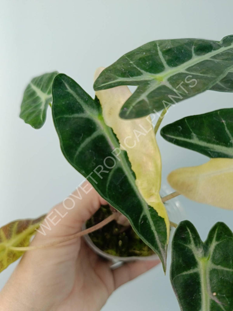 Alocasia bambino variegata aurea