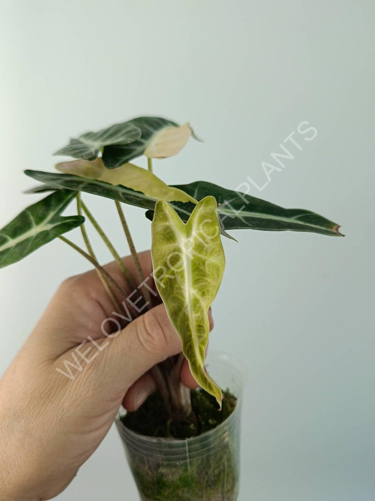 Alocasia bambino variegata aurea