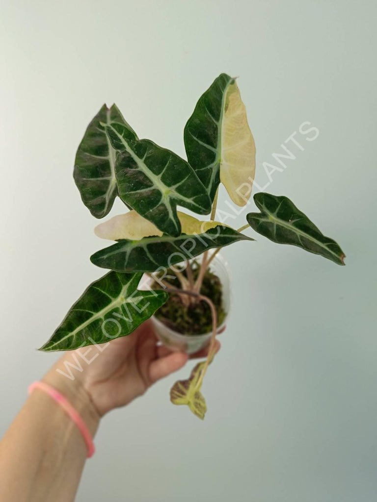 Alocasia bambino variegata aurea