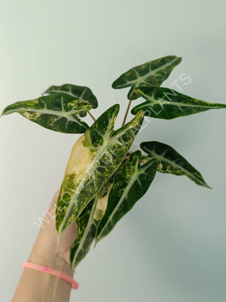 Alocasia bambino variegata aurea