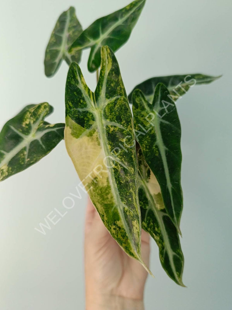 Alocasia bambino variegata aurea