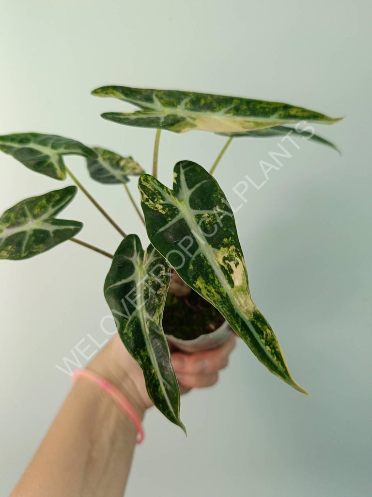 Alocasia bambino variegata aurea