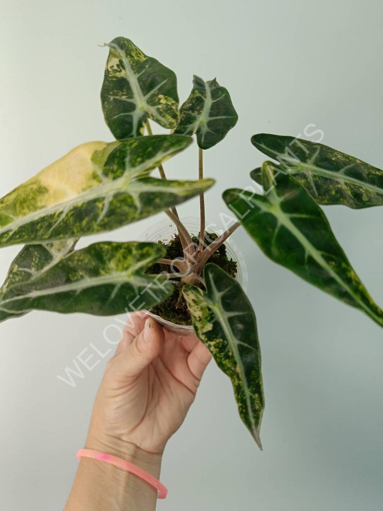 Alocasia bambino variegata aurea