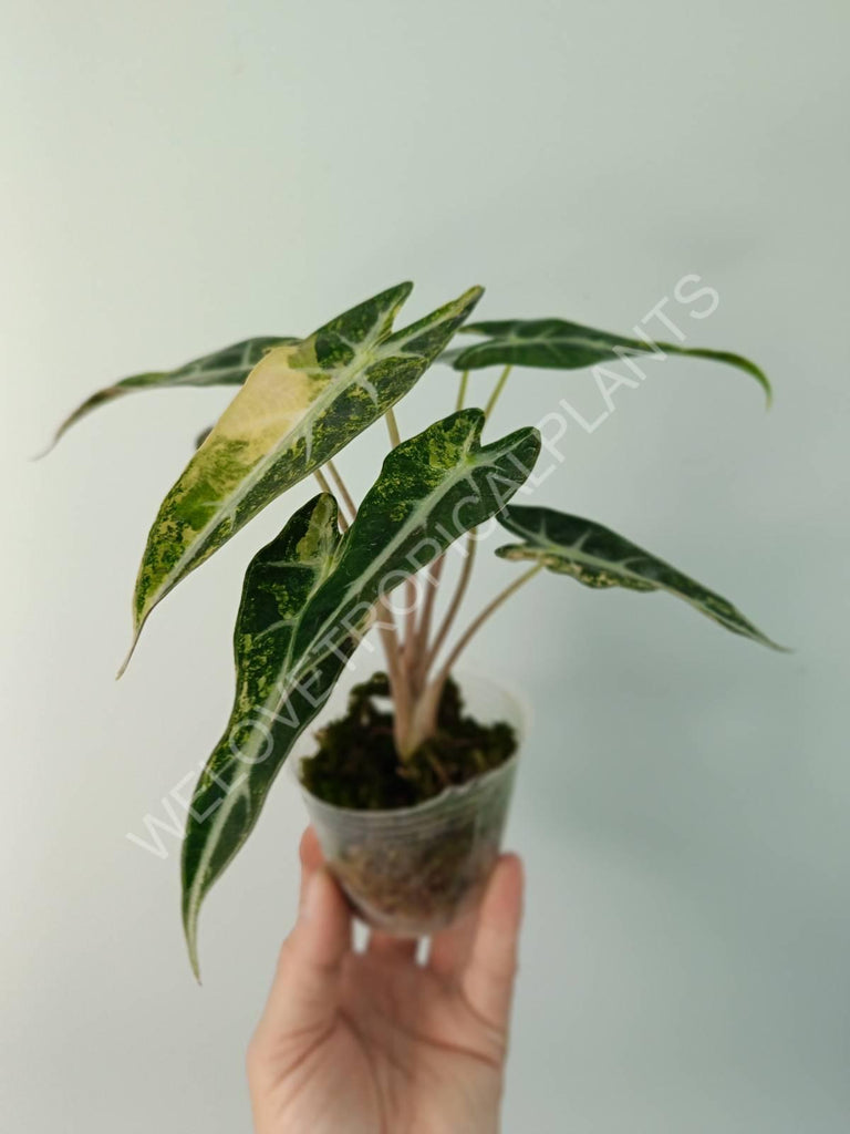 Alocasia bambino variegata aurea