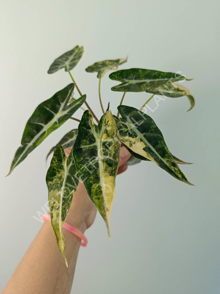 Alocasia bambino variegata aurea