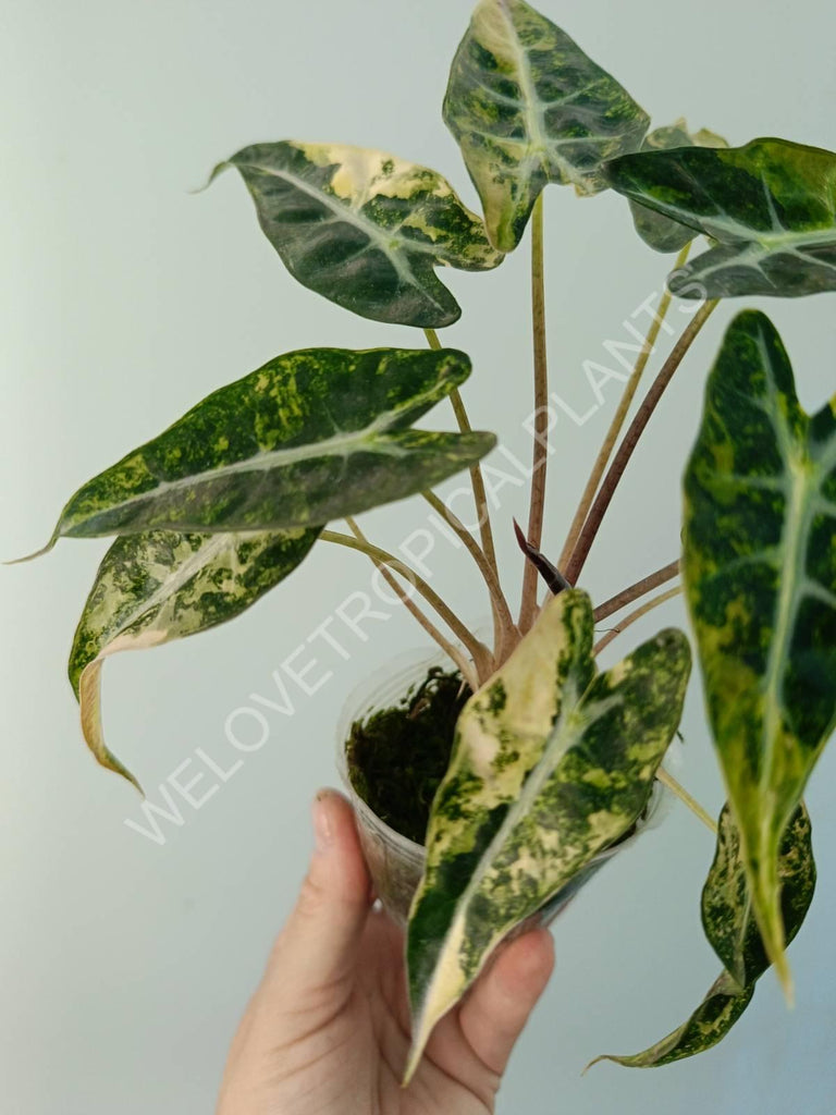 Alocasia bambino variegata aurea