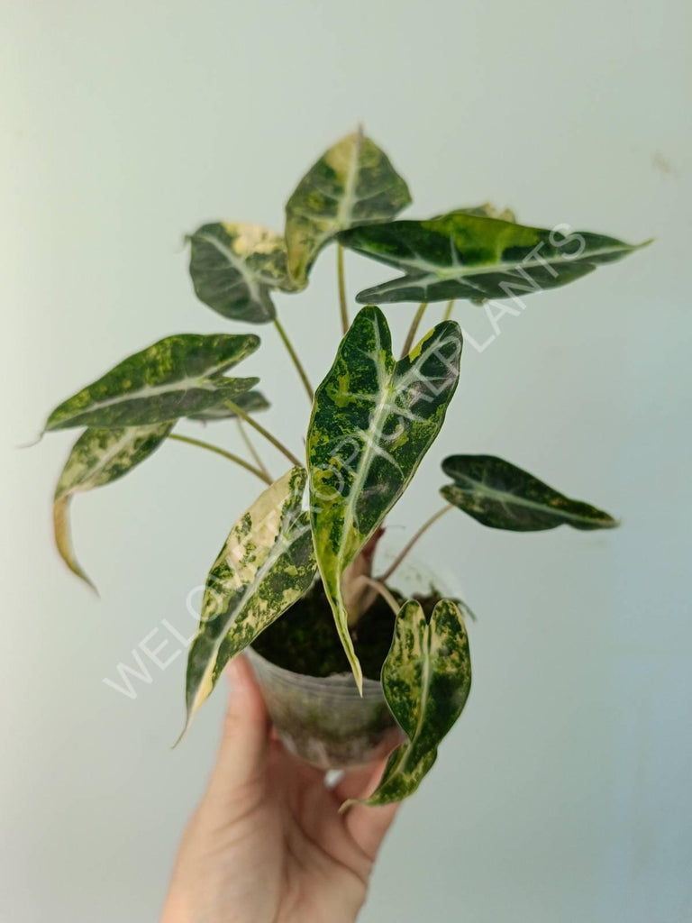 Alocasia bambino variegata aurea