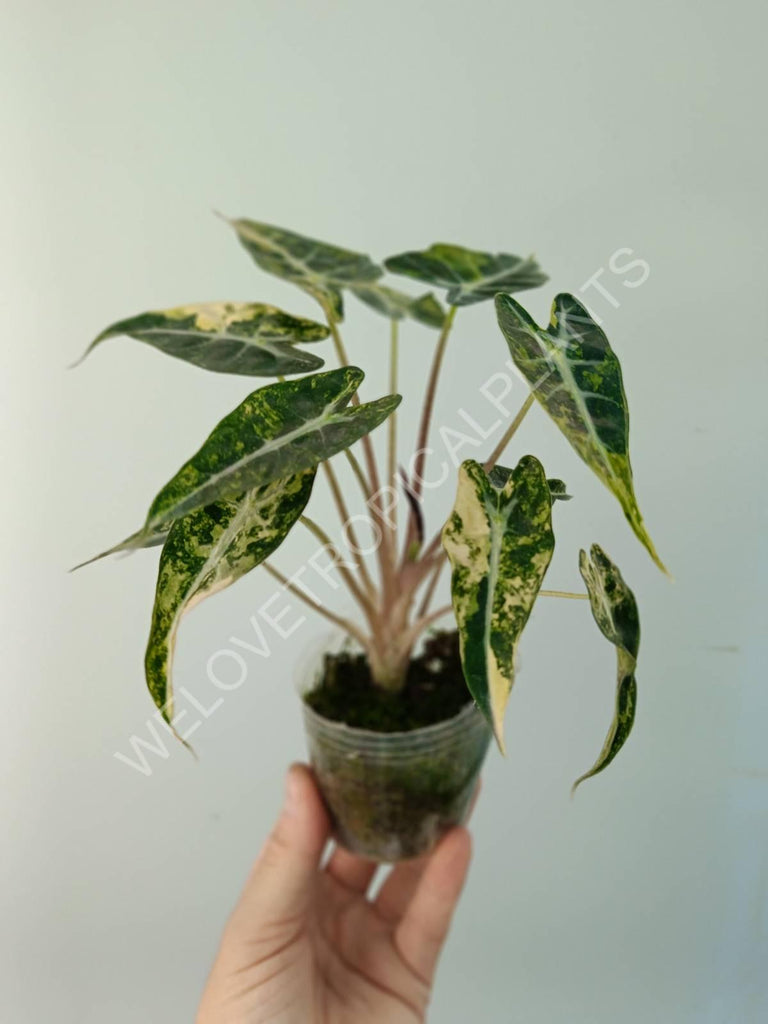 Alocasia bambino variegata aurea