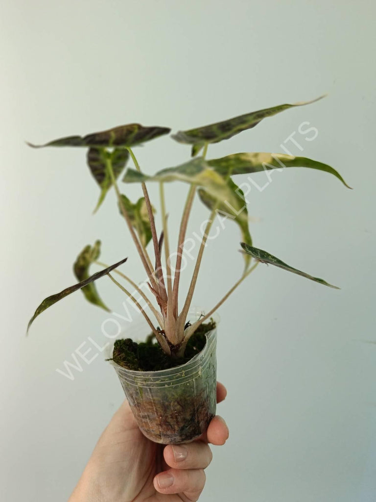 Alocasia bambino variegata aurea